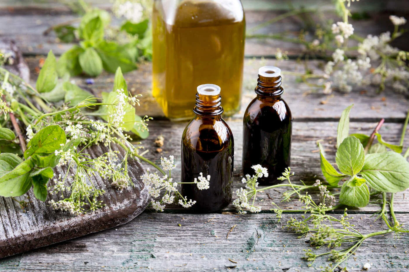 Plantas medicinales: Descubre el poder de lo natural