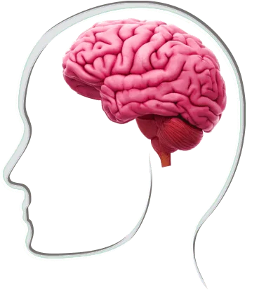 Cerebro Eneagrama